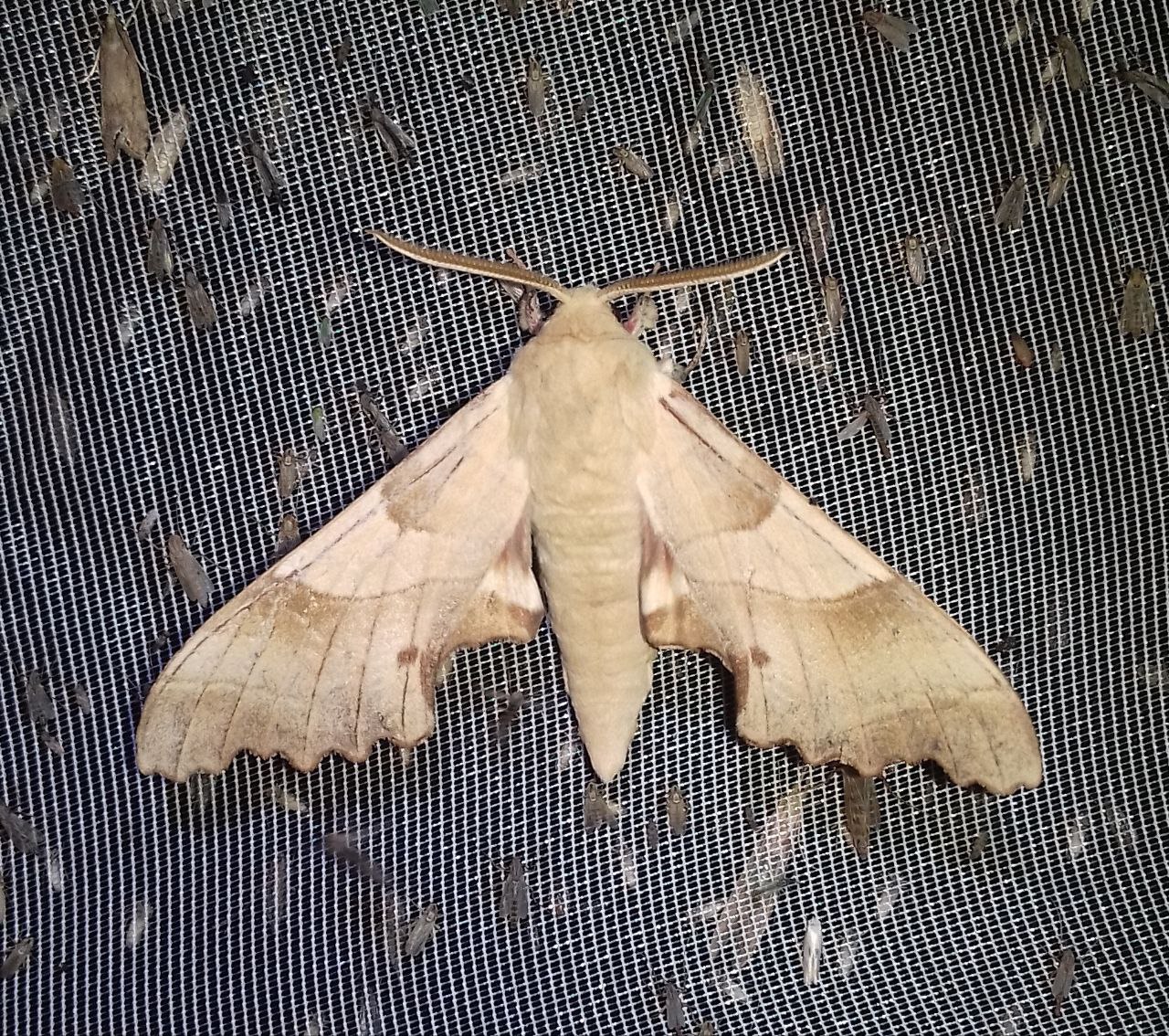 Почему в Украине исчезают пчелы и где зимуют мухи: интервью с энтомологом